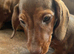 choc/red mini dachshund