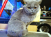 British Shorthair Female