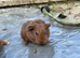 9 baby boars