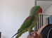 12 months old very very tame big health alexanderine