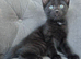 2 male kittens left