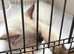 Ragdoll kittens