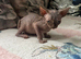 Sphinx&rsquo;s kittens