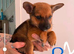 Girl left Jack Russell cross Pomeranian