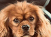 Beautiful red cavapoos