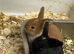 Newborn mini lops to reserve