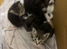 Tabby/domestic Kittens
