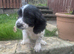 Cocker spaniel pups