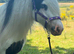 13.2 gypsy cob