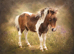 Miniature Shetland colt foal