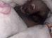 Ferrets for sale