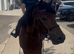 Super kids pony