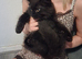 British Longhair cross Maine coon