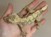 Brindlequin with dal spots male crested gecko
