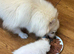 Pomeranian puppy&rsquo;s