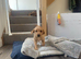 Working Labrador Puppies for Sale