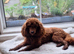 Red kc registered import red miniatue poodle male