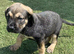 Presa canario pups for sale 4 boys 1 girl left