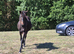 Friesian x yearly for sale