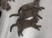 Beautiful Blue British Shorthair Kittens Ready Now