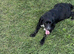 Sad sale of beautiful black cocker spaniel
