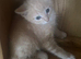Beautiful kittens ready now