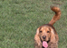 Stunning showtype cocker spaniel pups all reserved
