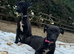 Whippet puppys