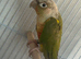 Pair of conures