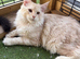 Stunning Maine coons available
