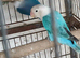 Lovebirds fischers dna'd fischers lovebirds