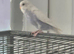2 baby budgies for sale