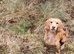 Cocker Spaniel Puppies for Sale