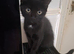 Mixed litter for urgent sale
