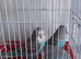 Baby budgies