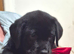 Rottweiler/Labrador puppies.