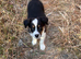 Border collie pup ready for new home