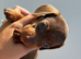 Dash hound puppies
