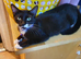 kittens for sale