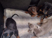 Exceptional Dobermann Boys - KC Registered & Health Tested ️