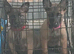 3 well bred mali pups