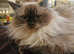 Female Ragdoll