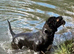 Presa Canario cross mastiff mix