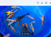 normal koi &pound;12 butterfly koi 6 -7inch &pound;20
