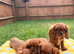 Cavalier King Charles