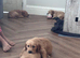 5 puppies available