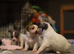 Chihuahua puppies for sale