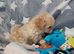 Beautiful Golden Maltipoo puppy's