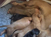 Miniature dachshund female