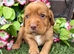 Cocker spaniel pups